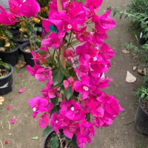 Miami Pink Bougainvillea Plant - Live Flowers Vine - 1-2ft Tall