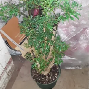 Ming Aralia Plant - Polyscias Fruticosa - 1 ft Tall - 6" Pot - Bonsai