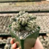 Ming Thing Cactus Cereus Forbesii Monstrose Rare Cactus Small Plant 3.5 inch