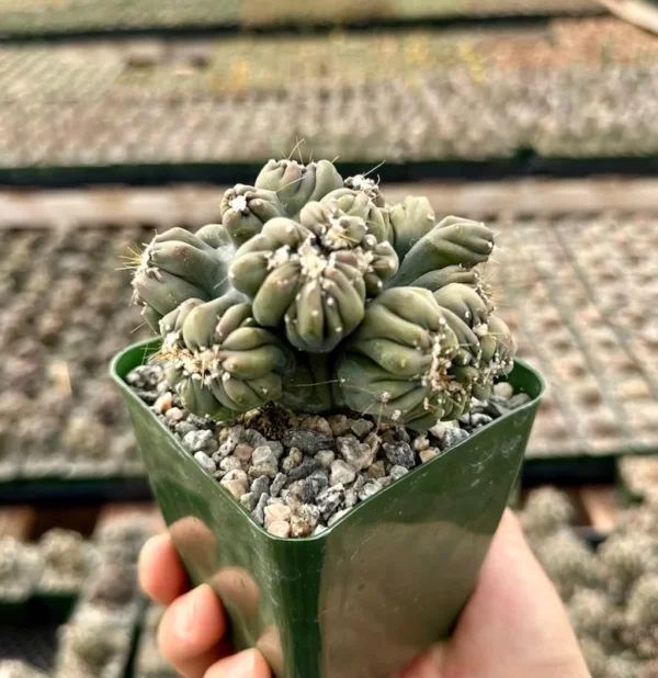 Ming Thing Cactus Cereus Forbesii Monstrose Rare Cactus Small Plant 3.5 inch