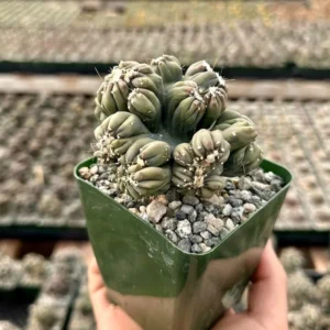 Ming Thing Cactus Cereus Forbesii Monstrose Rare Cactus Small Plant 3.5 inch