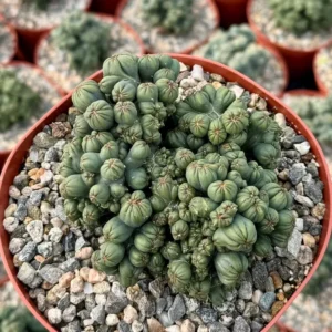 Ming Thing Cactus Cereus Forbesii Monstrose Rare Cactus Small Plant 3.5 inch