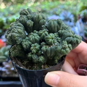 Ming Thing Cactus Cereus Forbesii Monstrose Rare Cactus Small Plant 3.5 inch