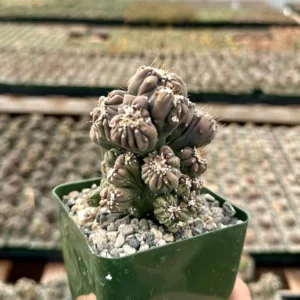 Ming Thing Cactus Cereus Forbesii Monstrose Rare Cactus Small Plant 3.5 inch
