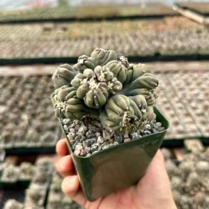 Ming Thing Cactus Cereus Forbesii Monstrose Rare Cactus Small Plant 3.5 inch