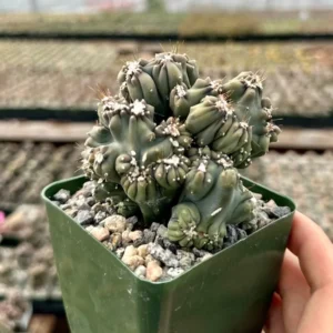 Ming Thing Cactus Cereus Forbesii Monstrose Rare Cactus Small Plant 3.5 inch