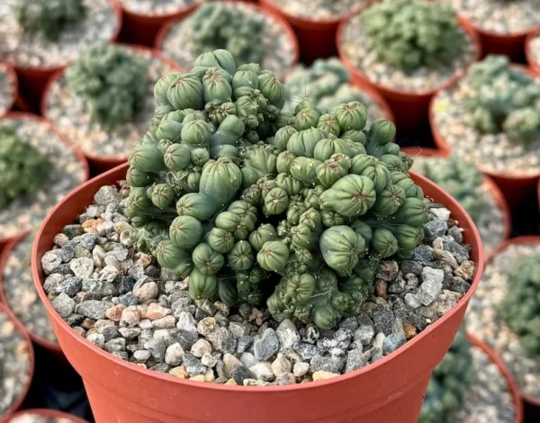Ming Thing Cactus Cereus Forbesii Monstrose Rare Cactus Small Plant 3.5 inch