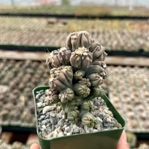 Ming Thing Cactus Cereus Forbesii Monstrose Rare Cactus Small Plant 3.5 inch