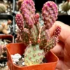 Mini Cinnamon Cactus Opuntia Rufida Minima - Rare Small Succulent Live Plant 2in Pot