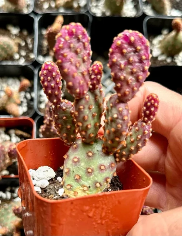 Mini Cinnamon Cactus Opuntia Rufida Minima - Rare Small Succulent Live Plant 2in Pot