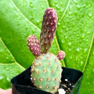 Mini Cinnamon Cactus Opuntia Rufida Minima - Rare Small Succulent Live Plant 2in Pot