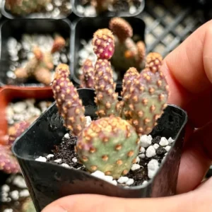 Mini Cinnamon Cactus Opuntia Rufida Minima - Rare Small Succulent Live Plant 2in Pot
