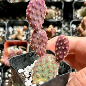 Mini Cinnamon Cactus Opuntia Rufida Minima - Rare Small Succulent Live Plant 2in Pot