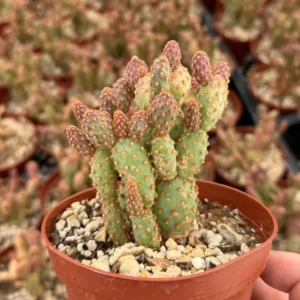 Mini Cinnamon Cactus Opuntia Rufida Minima - Rare Small Succulent Live Plant 2in Pot