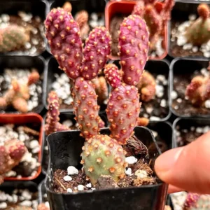 Mini Cinnamon Cactus Opuntia Rufida Minima - Rare Small Succulent Live Plant 2in Pot