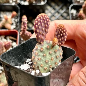 Mini Cinnamon Cactus Opuntia Rufida Minima - Rare Small Succulent Live Plant 2in Pot