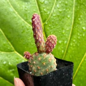 Mini Cinnamon Cactus Opuntia Rufida Minima - Rare Small Succulent Live Plant 2in Pot