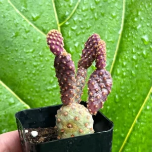 Mini Cinnamon Cactus Opuntia Rufida Minima - Rare Small Succulent Live Plant 2in Pot