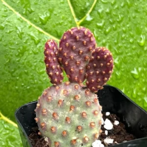 Mini Cinnamon Cactus Opuntia Rufida Minima - Rare Small Succulent Live Plant 2in Pot