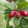 Miracle Berry Fruit Tree - 2 ft Tall Plant - Shipped in 3 Gal Pot