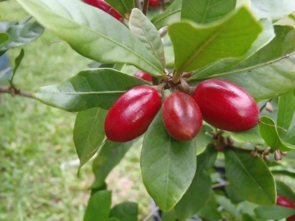 Miracle Berry Fruit Tree - 2 ft Tall Plant - Shipped in 3 Gal Pot