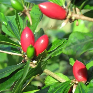Miracle Berry Fruit Tree - 2 ft Tall Plant - Shipped in 3 Gal Pot
