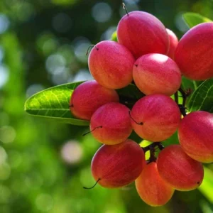 Miracle Berry Fruit Tree - 2 ft Tall Plant - Shipped in 3 Gal Pot