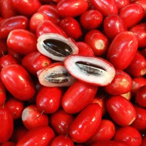 Miracle Berry Fruit Tree - 2 ft Tall Plant - Shipped in 3 Gal Pot