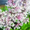 Miss Kim Lilac Plant 6-12 Inch Qt Pot - Fragrant Purple Flowering Shrub