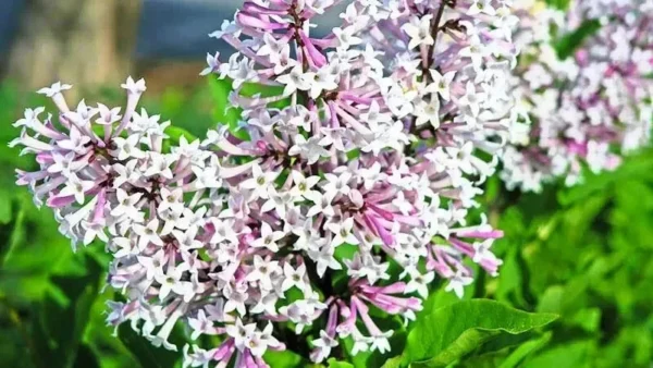 Miss Kim Lilac Plant 6-12 Inch Qt Pot - Fragrant Purple Flowering Shrub