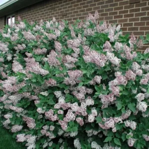 Miss Kim Lilac Plant 6-12 Inch Qt Pot - Fragrant Purple Flowering Shrub