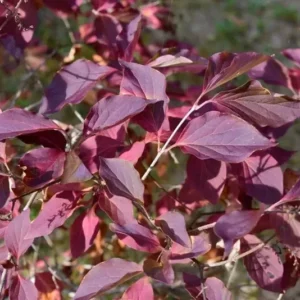 Miss Kim Lilac Plant 6-12 Inch Qt Pot - Fragrant Purple Flowering Shrub