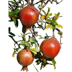 Puncia Granatum 'Afganski' Pomegranate - 1 Potted Exotic Sweet-tart Fruiting Plant
