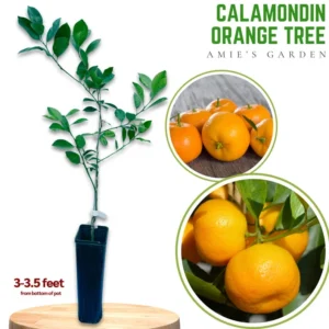 Calamondin Orange Tree - 3 Feet Tall Live Plant - 1 Gallon Pot - Not Ship CA
