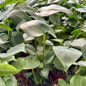 Monstera Deliciosa Live Houseplant - Swiss Cheese Split Leaf Plant - 4 Inch Pot Tropical Plant