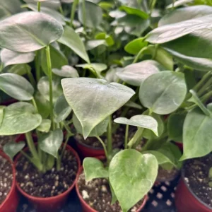 Monstera Deliciosa Live Houseplant - Swiss Cheese Split Leaf Plant - 4 Inch Pot Tropical Plant