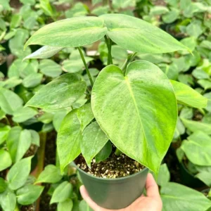 Monstera Deliciosa Live Houseplant - Swiss Cheese Split Leaf Plant - 4 Inch Pot Tropical Plant