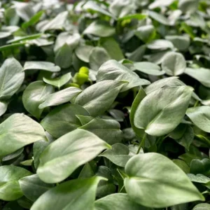 Monstera Deliciosa Live Houseplant - Swiss Cheese Split Leaf Plant - 4 Inch Pot Tropical Plant