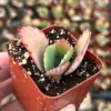 Mother of Thousands Plant - Kalanchoe Succulent Small Plant - 2 inch Pot