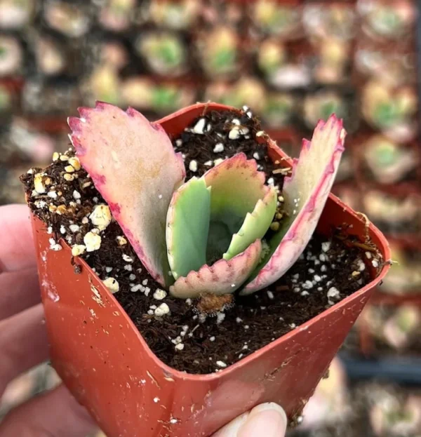 Mother of Thousands Plant - Kalanchoe Succulent Small Plant - 2 inch Pot