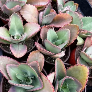 Mother of Thousands Plant - Kalanchoe Succulent Small Plant - 2 inch Pot