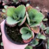 Mother of Thousands Plant - Kalanchoe Succulent Small Plant - 2 inch Pot