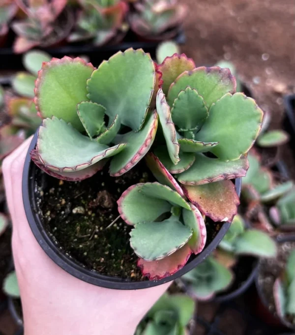 Mother of Thousands Plant - Kalanchoe Succulent Small Plant - 2 inch Pot
