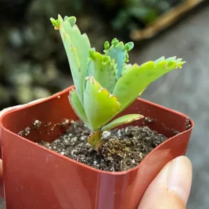 Mother of Thousands Plant - Kalanchoe Succulent Small Plant - 2 inch Pot