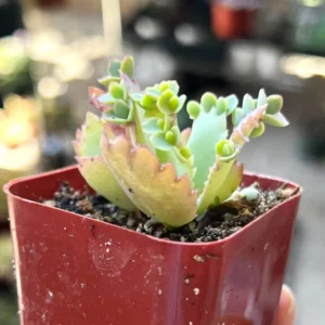Mother of Thousands Plant - Kalanchoe Succulent Small Plant - 2 inch Pot