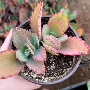 Mother of Thousands Plant - Kalanchoe Succulent Small Plant - 2 inch Pot
