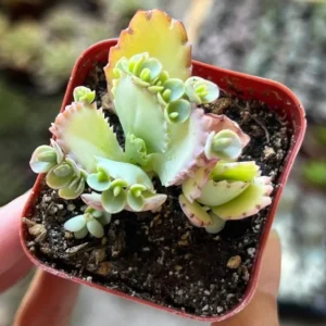 Mother of Thousands Plant - Kalanchoe Succulent Small Plant - 2 inch Pot