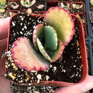 Mother of Thousands Plant - Kalanchoe Succulent Small Plant - 2 inch Pot