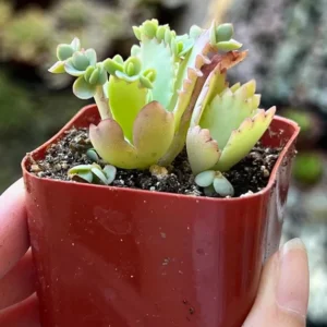 Mother of Thousands Plant - Kalanchoe Succulent Small Plant - 2 inch Pot