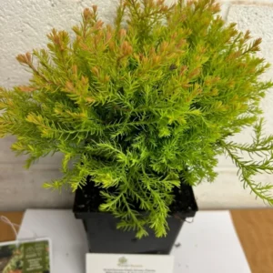 Mr Bowling Ball Arborvitae Plant - 6-12 Inch Tall Shrub in Quart Pot